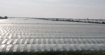 湖南pvc農(nóng)膜價(jià)格